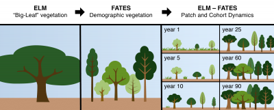 Coarse, homogenized representation of vegetation in ELM’s ‘big-leaf’ version of the model, compared to demographic vegetation in ELM-FATES with heterogeneity in plant size, canopy, type as represented by ‘cohorts,’ and age since disturbance separated into different ‘patches.’ 
