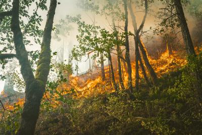 How will increasing wildfire activity affect water resources in the water-limited western United States? Among basins where more than 20% of forest burned, our study finds that postfire streamflow is significantly enhanced by an average of approximately 30% for 6 years after the fire event.  Photo by Karsten Winegeart | Unsplash. 