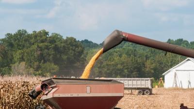 Crop yields depend on a variety of factors including weather, soils, and changes in technology and management practices. Accounting for key uncertainties can have a substantial impact on modeled projections of future yields. Photo by USDA from flickr.
