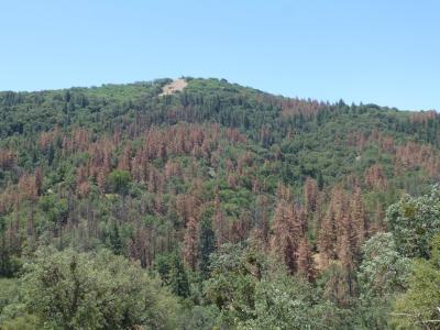 Photograph of trees along a hillside