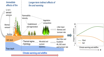 Immediate direct and longer-term indirect effects of wildfire interact with warming to influence high-latitude soil carbon stocks. 