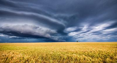Photograph of a storm cloud over a yellow field