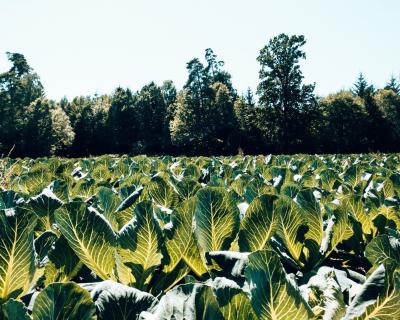 Photograph of a field with leafy green crops