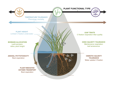 Diagram showing important coastal wetland plant traits including height, biomass allocation, anoxia, plant-mediated oxygen transport, leaf traits, ionic salinity tolerance, osmotic salinity tolerance, and temperature tolerance.