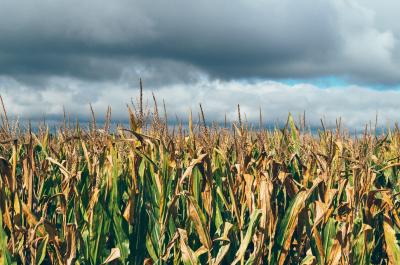 Field with corn and clouds