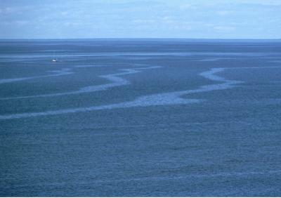 Biogenic slicks on the ocean, from biomacromolecule exudates from phytoplankton. 