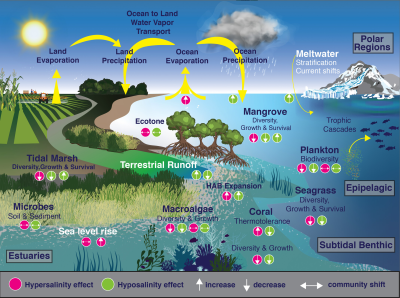 Overview of salinity changes and their influence on ecosystem function