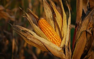 The United States leads worldwide corn production, with around 90 million acres produced annually, contributing to a variety of industries; yet the vulnerability of corn production to climate change has global economic implications. Image by Christophe Maertens | Unsplash.