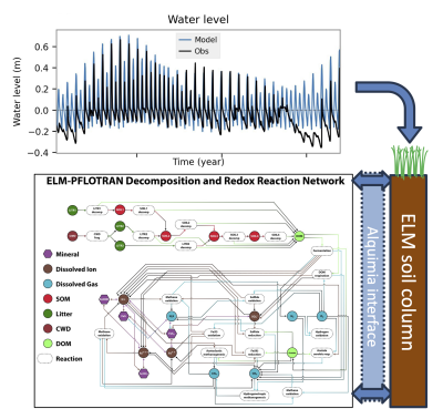 Diagram of a time series of tidal water level connected to a vertical soil column of the E3SM Land Model. The vertical soil column is connected to a reaction network including multiple redox reactions. Image by Benjamin Sulman, Oak Ridge National Laboratory 