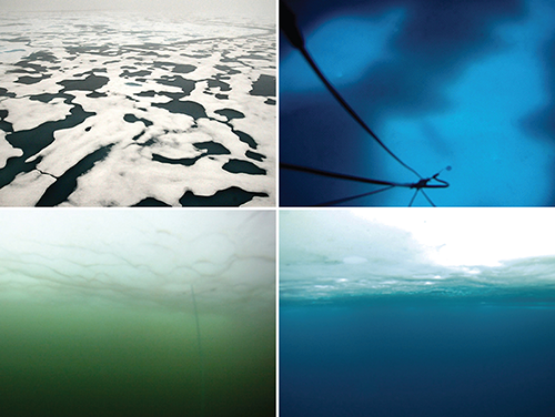 Clockwise from upper left: 1. Shallow melt ponds appear black on solid ice pack in the Arctic. 2. Underwater “skylights” created by melt ponds are seen from beneath the surface. 3. Without an algal bloom, water underneath sea ice looks clear. 4. With a massive under-ice algal bloom present, the water is murky and green.