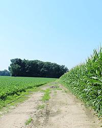 Bioenergy Crop Yield