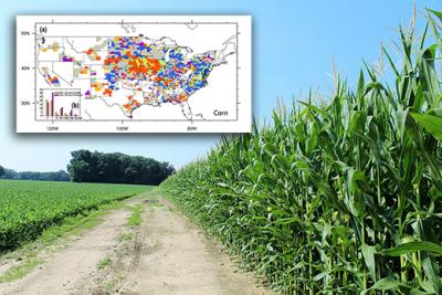 The crop yield of a field of corn can be influenced by climate and management factors. Crop producers are working to up their game to satisfy an increasing demand for energy and food production for more affluent and growing populations. 
