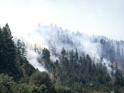 Smoke from forest fires in wetter climates such as Oregon tends to be brighter and have more of a cooling effect on the climate
